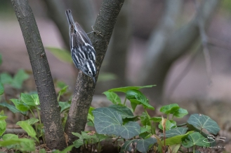 Black-and-White Warbler, Central Park 5/16/2017