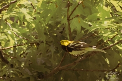 Black-throated Green Warbler, Central Park 5/16/2017