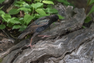 European Starling and Termites, Central Park 5/16/2017