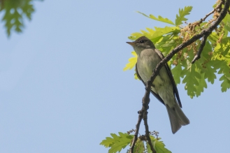 Olive-sided Flycatcher, Central Park 5/17/2017