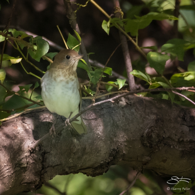 Veery (Catharus fuscescens), Central Park 8/31/2017