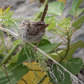 Song Sparrow (Melospiza melodia), Central Park 9/2/2017