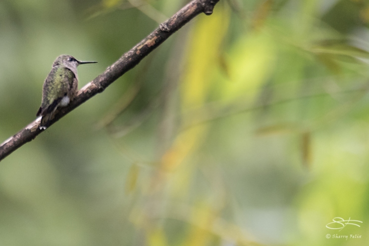 Ruby-throated Hummingbird, Central Park 9/17/2017