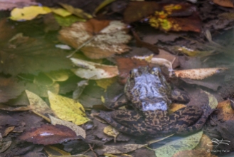 Bull Frog, Central Park 10/12/2017