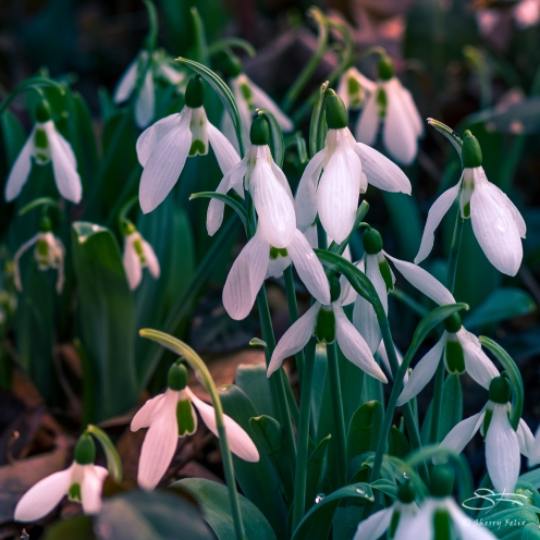 Snowdrops (Galanthus), Central Park 2/24/2018