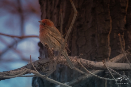 House Finch, Central Park 3/8/2018