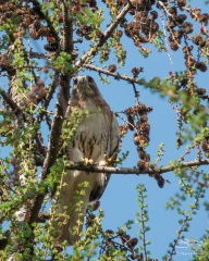 Red-tailed Hawk, Central Park 4/14/2018