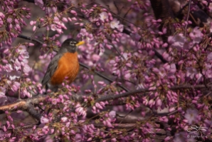 American Robin, Central Park 4/14/2018