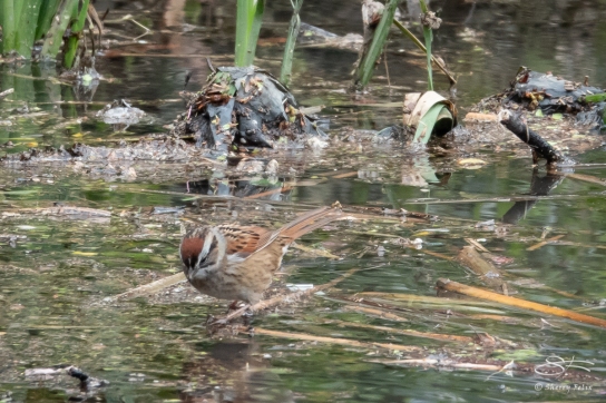 Swamp Sparrow, The Pond, Central Park 4/17/2018