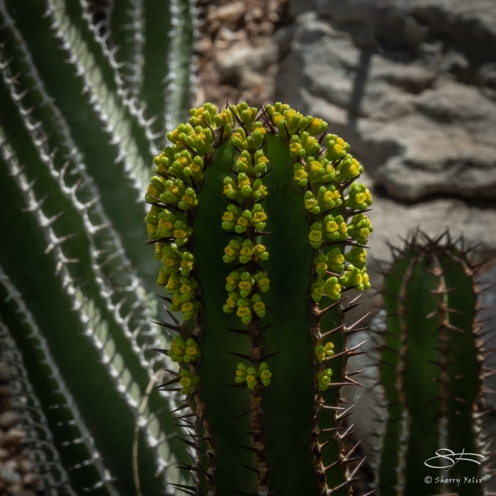Cactus flower, Brooklyn Botanic 4/26/2018