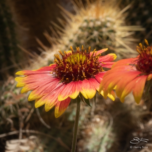 Desert Flower, Brooklyn Botanic 4/26/2018