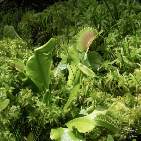 Venus Flytrap (Dionaea muscipula), Brooklyn Botanic 4/26/2018
