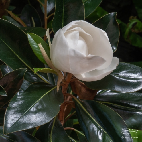 Magnolia, Brooklyn Botanic 4/26/2018
