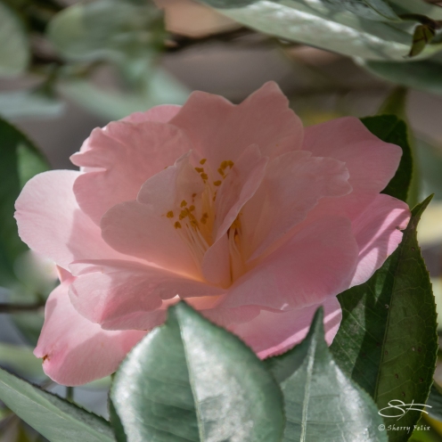 Pink Flower, Brooklyn Botanic 4/26/2018