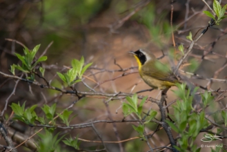 Common Yellowthroat, Central Park 5/1/2018