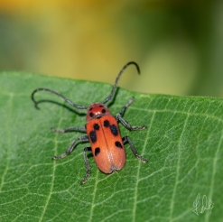 Red Milweed Beetle (Tetraopes tetraophthalmus) on Astericae, Central Park 7/7/2018