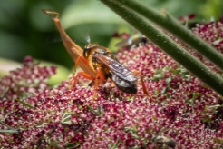 Great Golden Digger Wasp (Sphex ichneumoneus), Central Park 7/7/2018
