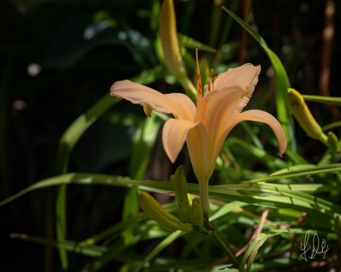 Orange Daylily (Hemerocallis fulva), Central Park 7/7/2018