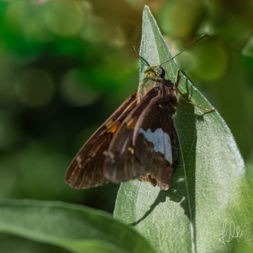 Silver-Spotted Skipper (Hesperia comma), Central Park 7/7/2018Central Park 7/7/2018