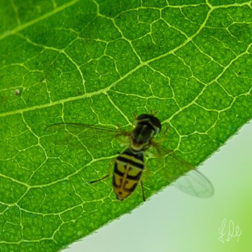 Small Bee-like Fly (Toxomerus marginatus), Central Park 7/7/2018