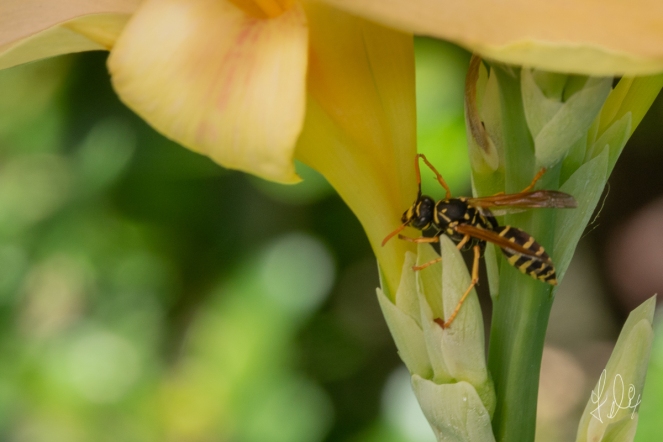 European paper wasp (Polistes dominula), on Yellow Flag (Iris pseudacorus), Central Park 7/7/2018