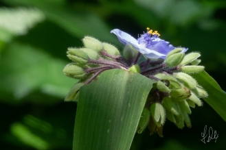 Dayflower family, Spiderwort (Tradescantia x Andersoniana), Central Park 7/7/2018