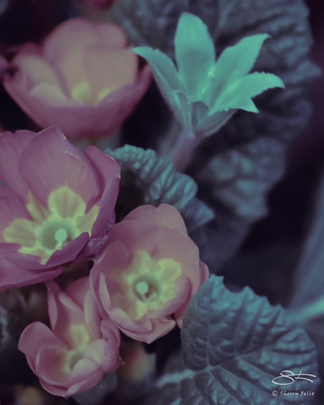Common Primrose (Primula vulgaris) 3/15/2019